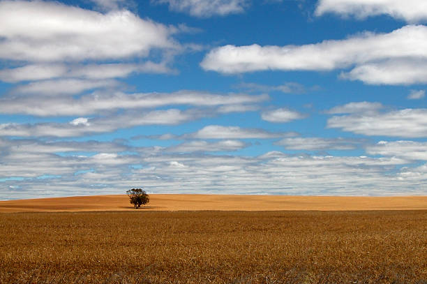 istock Field of Dreams 172667602