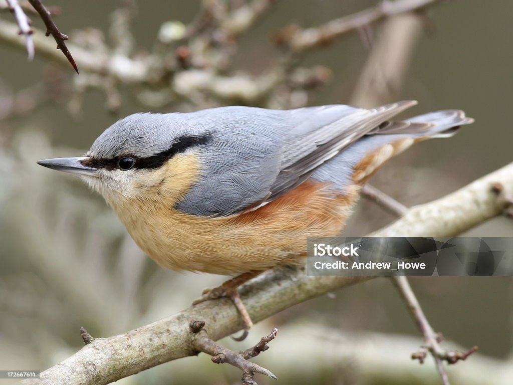 Sittelle torchepot (Sitta europaea) - Photo de Aubépine - Plante libre de droits