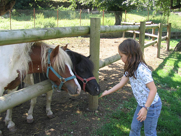 istock Girl feeding horses 172667629