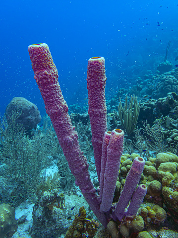 Aplysina archeri, stove-pipe sponge,tube sponge, long tube, structure,cylindrical underwater on coral reef