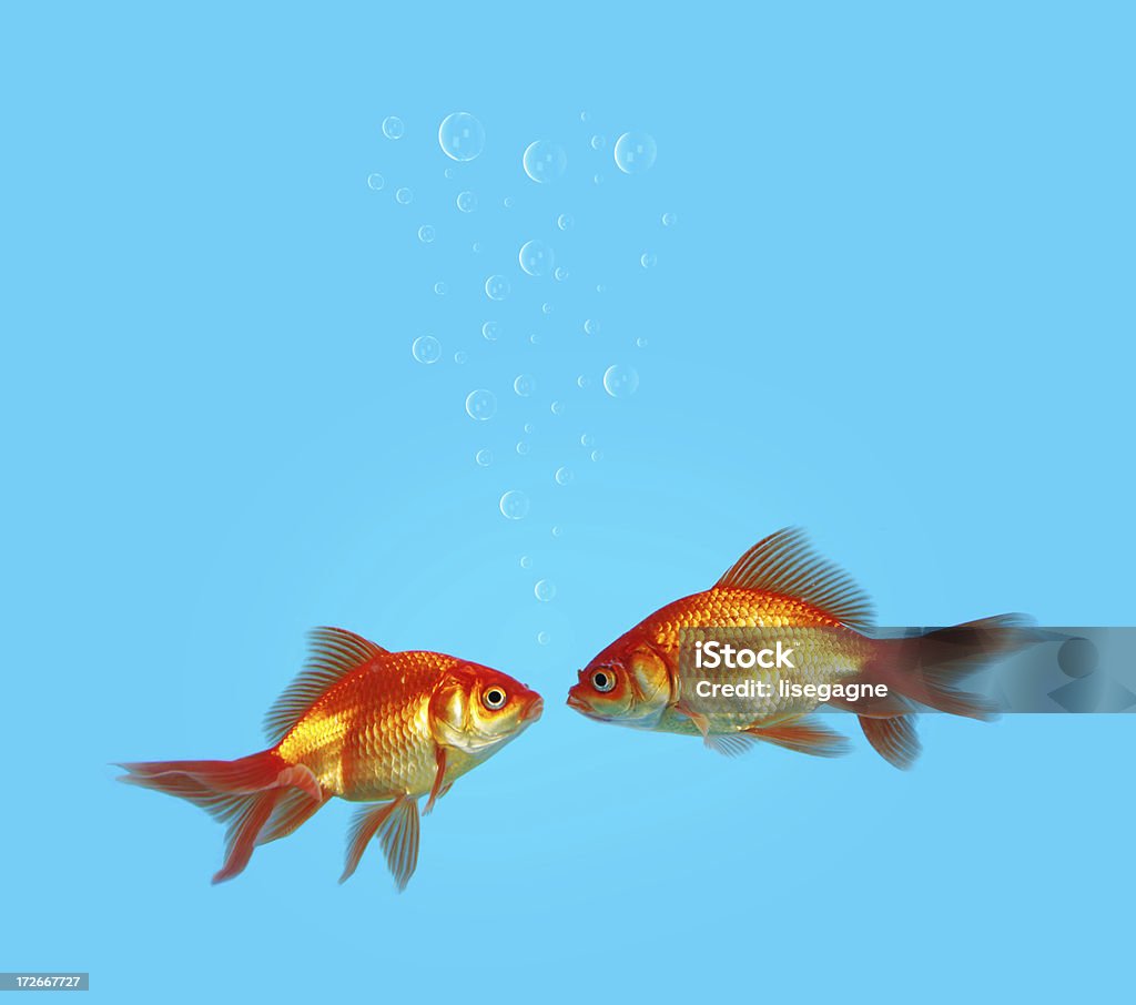 Два прекрасных goldfishes - Стоковые фото Золотая рыбка роялти-фри