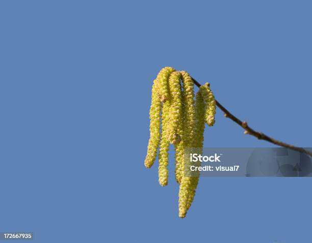 Wunderschöne Birch Catkins Stockfoto und mehr Bilder von Ast - Pflanzenbestandteil - Ast - Pflanzenbestandteil, Baum, Baumblüte