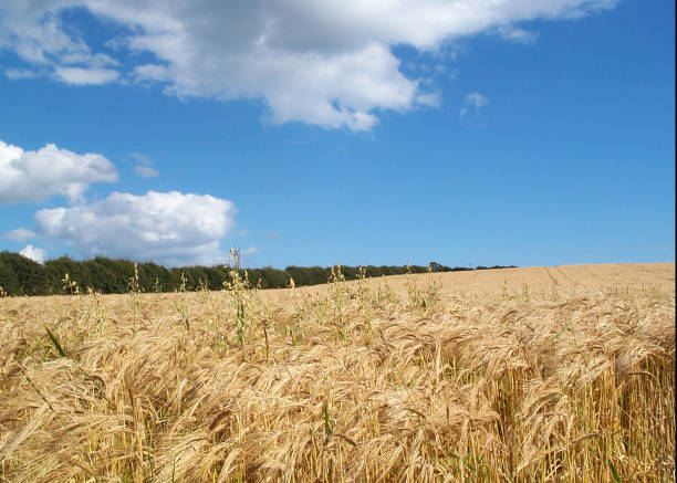 Blue Sky over wheat field stock photo