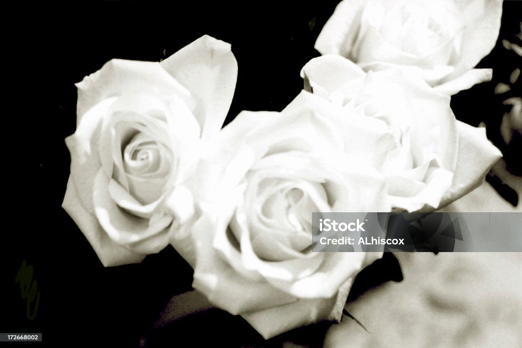 Bianco e nero di rose - Foto stock royalty-free di Amore