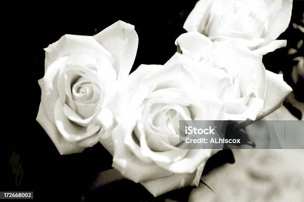 Bianco E Nero Di Rose - Fotografie stock e altre immagini di Amore - Amore, Bianco, Capolino