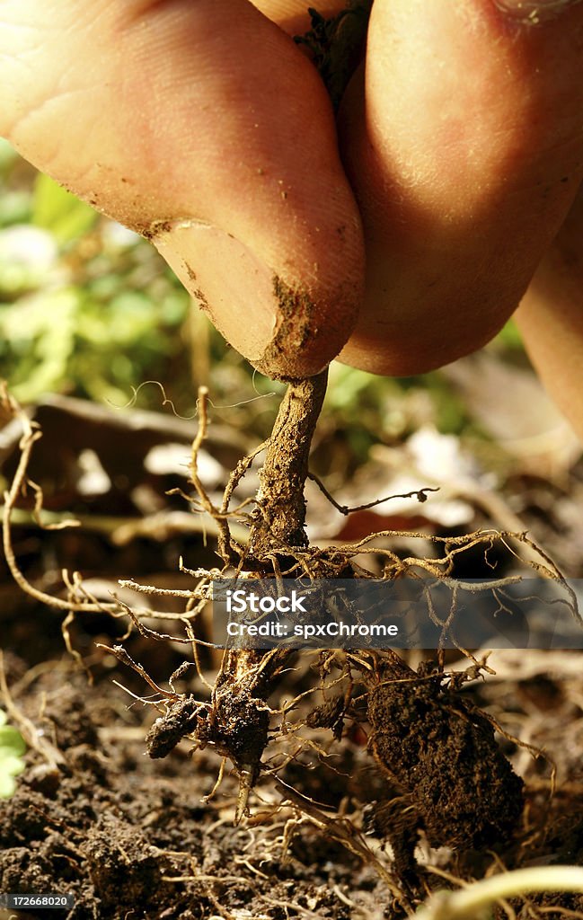 Tirant à la racine-Macro - Photo de Racine - Partie d'une plante libre de droits