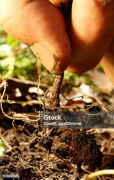 Photo libre de droit de Tirant À La Racinemacro banque d'images et plus d'images libres de droit de Racine - Partie d'une plante - Racine - Partie d'une plante, Végétation morte, Agriculture