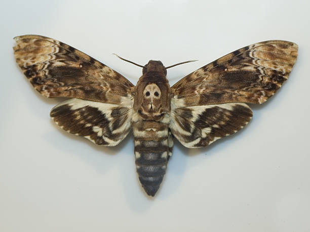 zgon głowa sphinx moth - moth zdjęcia i obrazy z banku zdjęć