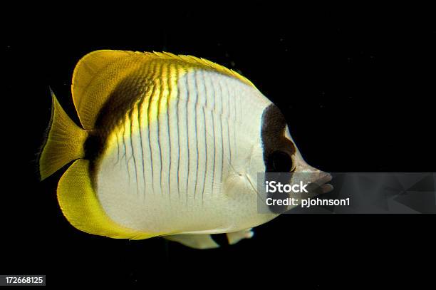 Tropischer Fisch Stockfoto und mehr Bilder von Einzellinie - Einzellinie, Fisch, Fotografie