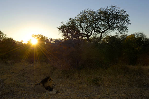 male lion au repos au lever du soleil - kruger national park flash photos et images de collection