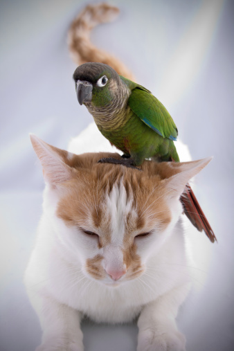 Green Cheek Conure perched on an unlikely friend. Click the image below to see the full series: