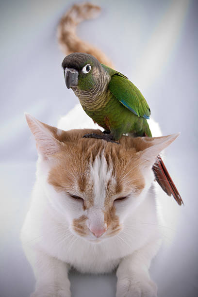 Green-cheeked conure on top of cat stock photo
