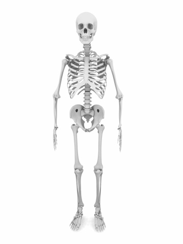 Accurate axial bones of human skeletal system or skeleton isolated on white background 3D rendering illustration. Blank anatomical chart. Anterior, lateral and posterior views. Anatomy, medical, osteology, healthcare, science concept.