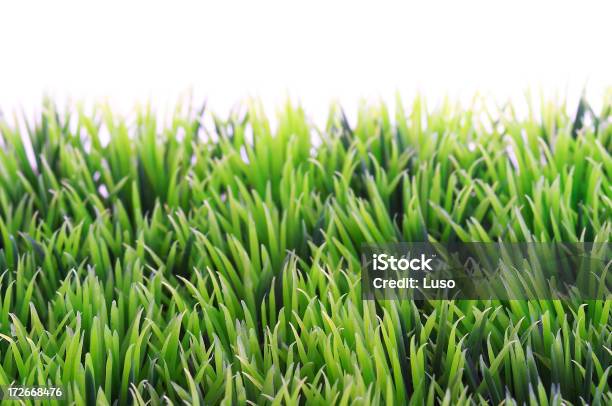 Hierba Detalle De Foto de stock y más banco de imágenes de Aire libre - Aire libre, Brizna de hierba, Campo - Tierra cultivada