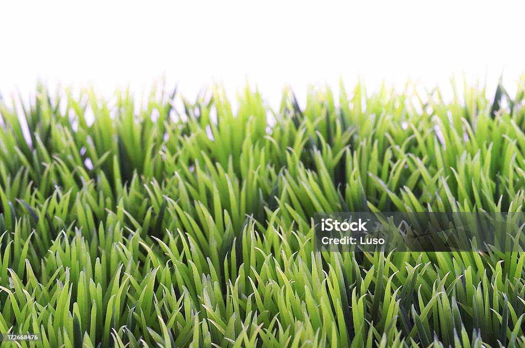 草のディテール - ウィートグラスのロイヤリティフリーストックフォト