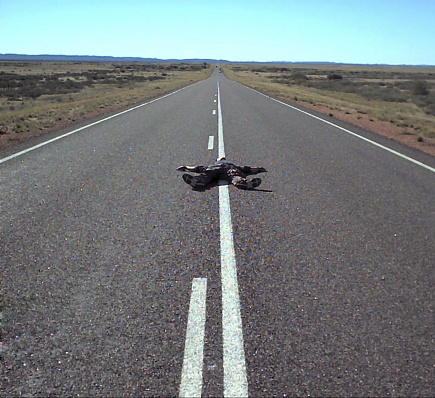 body on long stretch of road