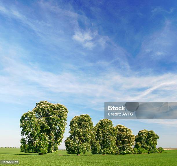 Foto de Fileira De Árvores Floridas Castanha e mais fotos de stock de Agricultura - Agricultura, Ajardinado, Azul