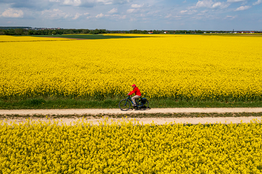 A woman riding a bicycle along the road between rapeseed fields in spring, aerial view.