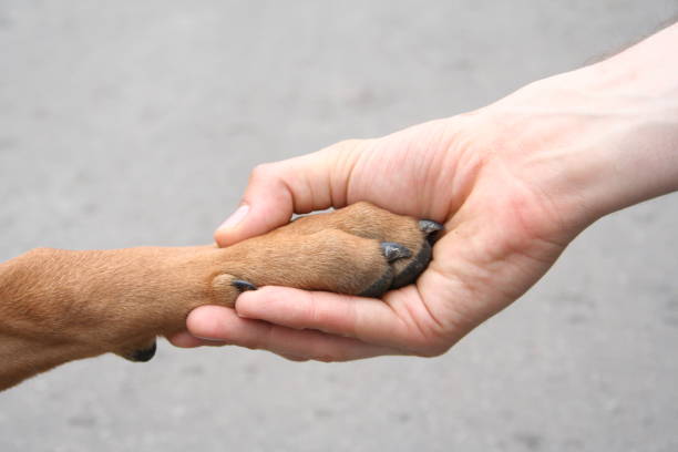 Friend of mine man's hand holding dog`s paw. animal hand stock pictures, royalty-free photos & images