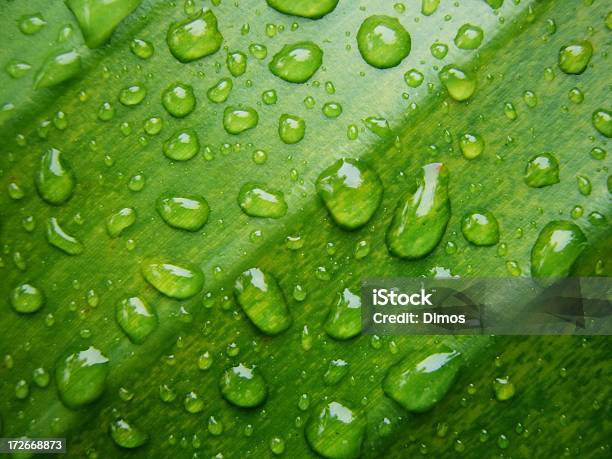 Dew Stockfoto und mehr Bilder von Bildhintergrund - Bildhintergrund, Blatt - Pflanzenbestandteile, Botanik