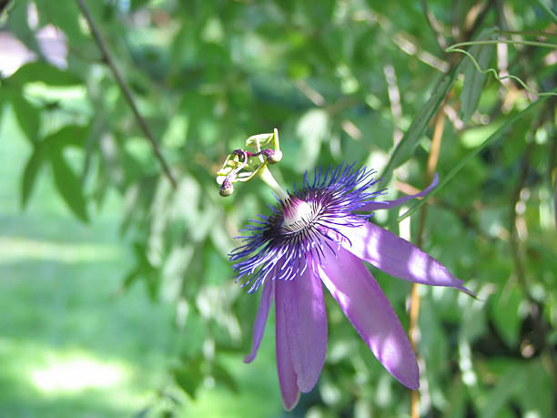 Púrpura flor de la pasión - foto de stock