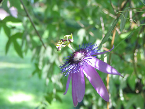 Purple Passion Flower – zdjęcie