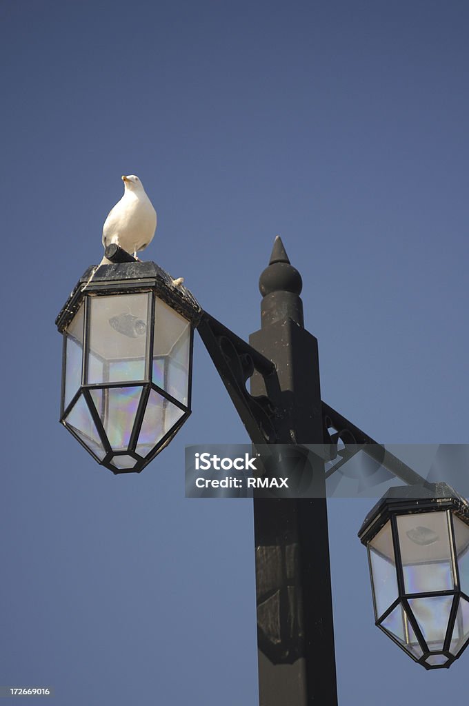 Möwe auf lamp post - Lizenzfrei Elektrische Lampe Stock-Foto