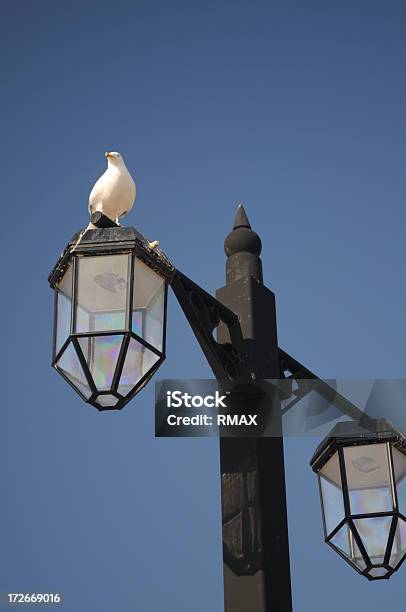 Photo libre de droit de Mouette Sur La Lampe Post banque d'images et plus d'images libres de droit de Faune - Faune, Lampe électrique, Mouette