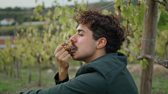 Relaxed young farmer eating grapes sitting at plantation under grapevine bush close up. Attractive italian winegrower enjoying tasty sweet yellow berries resting at vineyard after harvesting alone.