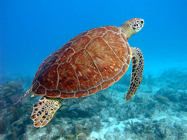 A turtle and a school of fish are swimming in the aquarium