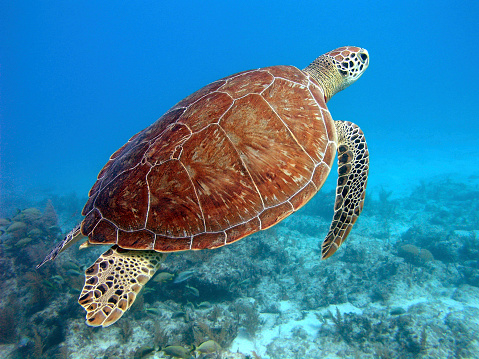 Green Turtle rising from the ocean floor.