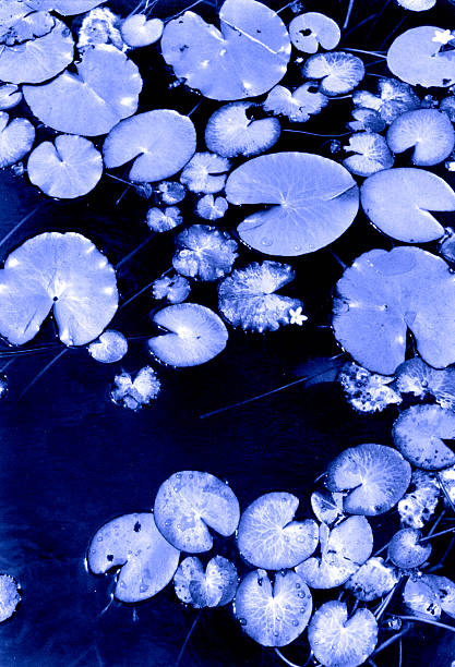 Blue Lillies stock photo