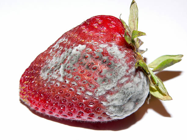 Moldy fraise - Photo