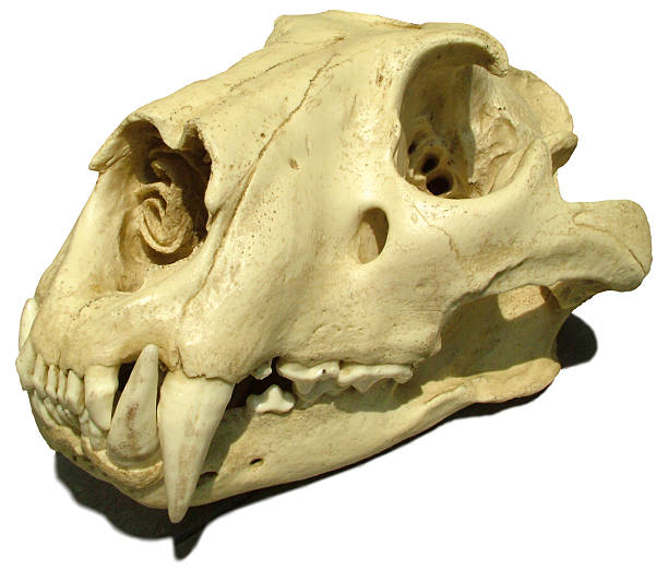 Tiger Skull stock photo