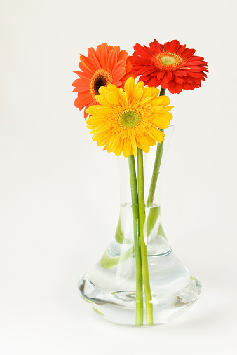 Colorful gerberas in a glass vase.