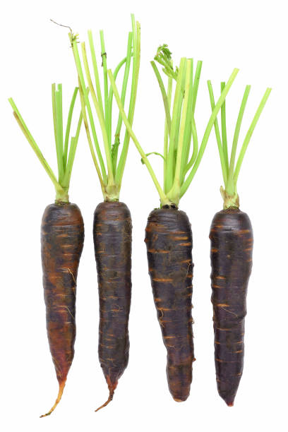 maroon carrots stock photo