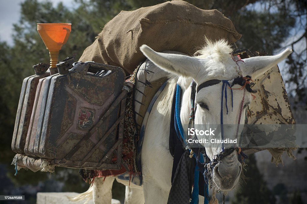 Donkey with canisters "Donkey carrying fuel, good concept for energy crisis, see my other pics of Israel:" Donkey Stock Photo