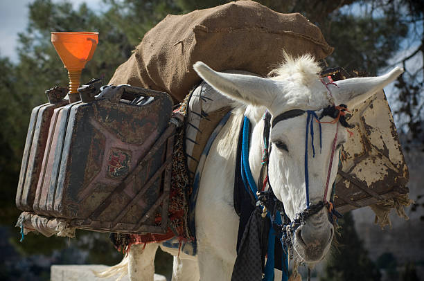 burro com latas - gazoline imagens e fotografias de stock