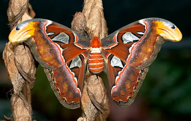 Photo of Giant Night butterfly Cobra Moth