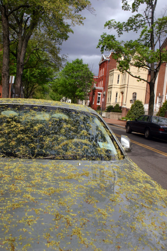car covered in pollen - the joy of spring captured