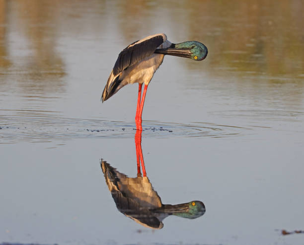 Black Necked Stork (Jabiru) reflection in lagoon