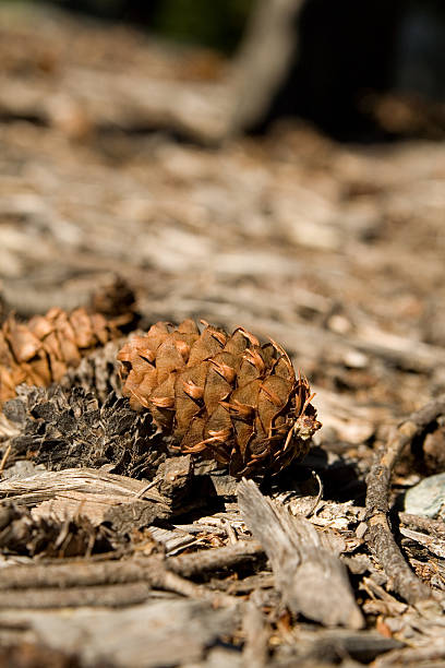 Fallen pine cone on the forest floor stock photo