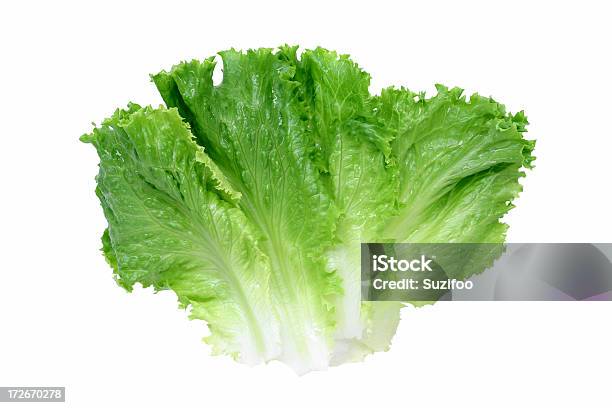 Green Leaf Lettuce Stockfoto und mehr Bilder von Blattsalat - Blattsalat, Grün, Weißer Hintergrund
