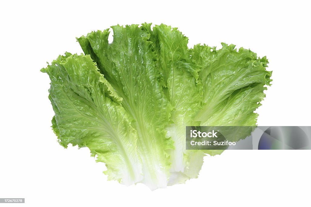 green leaf lettuce "Leaves of green leaf lettuce, isolated on white. Part of my sandwich ingredients series." Leaf Lettuce Stock Photo