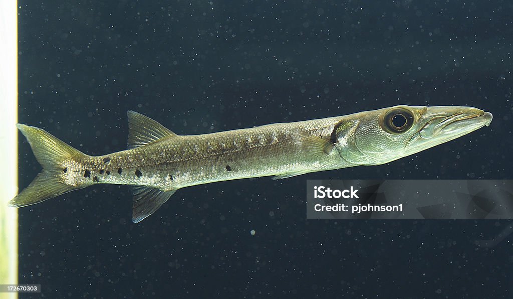 Barracuda - Royalty-free Agressão Foto de stock