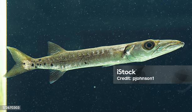 Barracuda - Fotografias de stock e mais imagens de Agressão - Agressão, Animal selvagem, Avareza