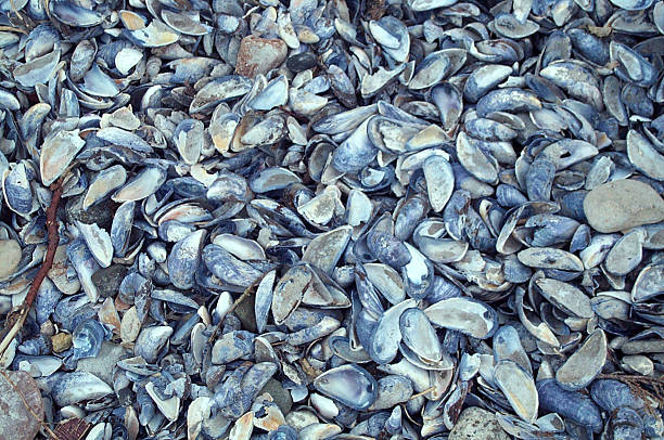 Very detailed Mussel shells stock photo