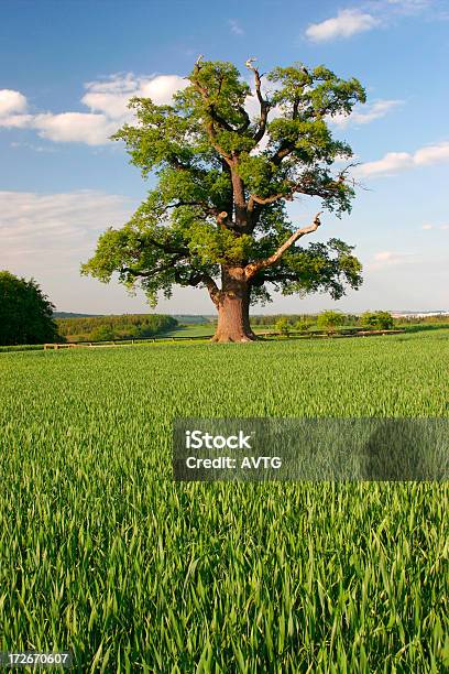 Grandioso Carvalho Na Primavera - Fotografias de stock e mais imagens de Agricultura - Agricultura, Ajardinado, Antigo