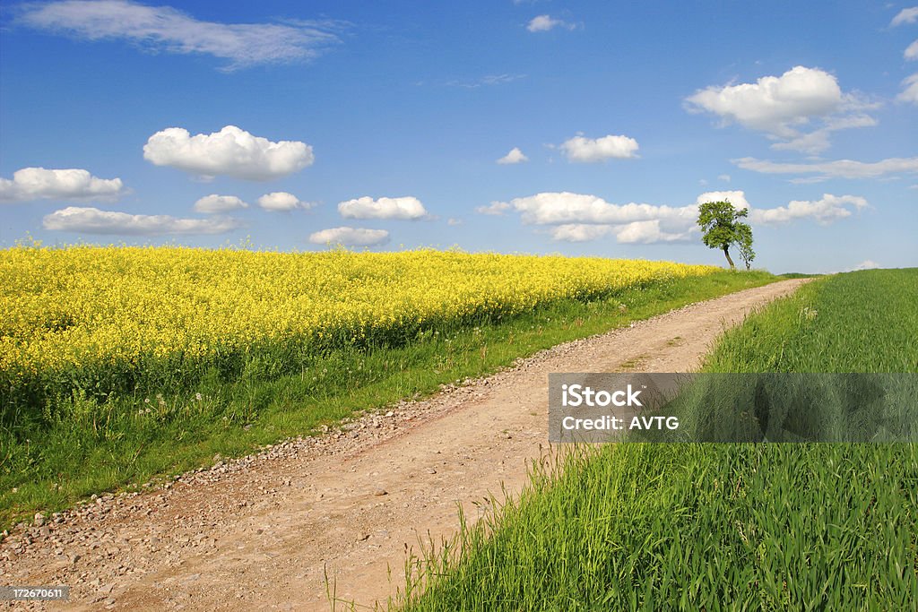 Camino a través de los campos - Foto de stock de Agricultura libre de derechos