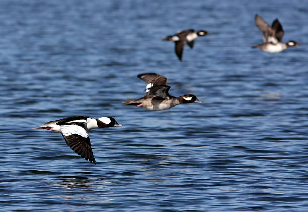 buffleheads 항공편 - 버플헤드덕 뉴스 사진 이미지